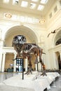 Tyrannosaurus Rex Sue at Field Museum in Chicago Royalty Free Stock Photo